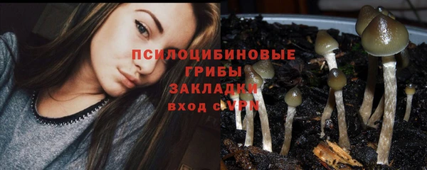 шишки Верея